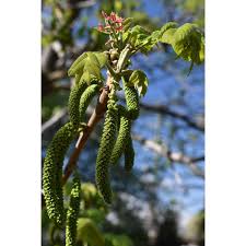 Attēlu rezultāti vaicājumam “Juglans ailanthifolia”
