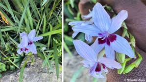 Attēlu rezultāti vaicājumam “Lophozia laxa”