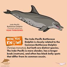 Image result for Tursiops truncatus