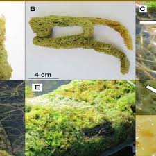 Attēlu rezultāti vaicājumam “Spongilla lacustris”