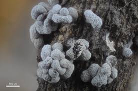 Attēlu rezultāti vaicājumam “Lindbladia tubulina spores”