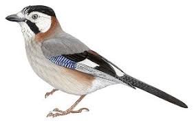 Attēlu rezultāti vaicājumam “Garrulus glandarius adult”