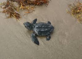 Image result for Lepidochelys kempii