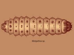 Attēlu rezultāti vaicājumam “Meligethes sp.”