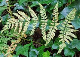 Attēlu rezultāti vaicājumam “Dryopteris expansa”