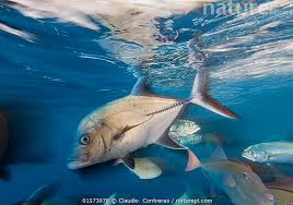 Image result for Caranx lugubris