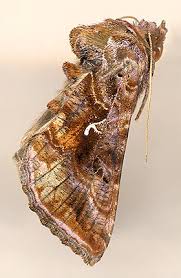 Attēlu rezultāti vaicājumam “Autographa excelsa”