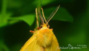 Attēlu rezultāti vaicājumam “Diacrisia sannio female”