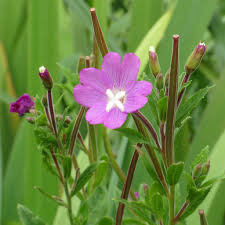 Attēlu rezultāti vaicājumam “Epilobium hirsutum flower”