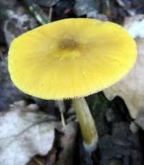 Attēlu rezultāti vaicājumam “Pluteus leoninus”