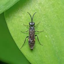 Attēlu rezultāti vaicājumam “Allantus cinctus”