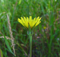 Image result for Tragopogon pratensis