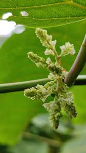 Attēlu rezultāti vaicājumam “Reynoutria sachalinensis leaf”