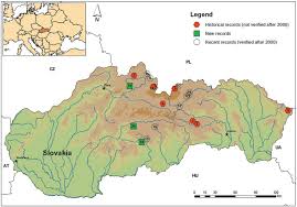Attēlu rezultāti vaicājumam “Helodium blandowii”