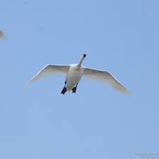 Attēlu rezultāti vaicājumam “Cygnus olor adult”