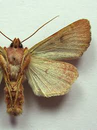 Attēlu rezultāti vaicājumam “Agrochola helvola”