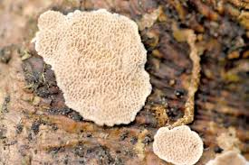 Attēlu rezultāti vaicājumam “Rhodonia placenta”