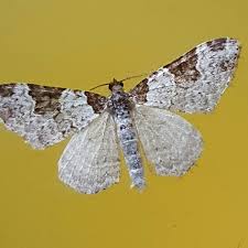 Attēlu rezultāti vaicājumam “Xanthorhoe fluctuata”