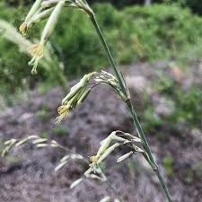 Attēlu rezultāti vaicājumam “Silene chlorantha”
