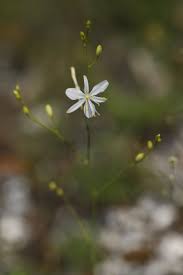 Attēlu rezultāti vaicājumam “Anthericum ramosum”