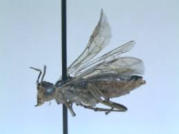 Attēlu rezultāti vaicājumam “Rhogogaster picta”