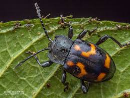 Attēlu rezultāti vaicājumam “Endomychidae”