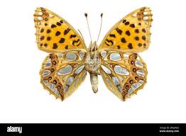 Attēlu rezultāti vaicājumam “Issoria lathonia upperside”