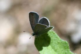 Attēlu rezultāti vaicājumam “Cupido minimus”
