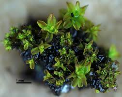 Attēlu rezultāti vaicājumam “Syntrichia”