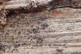 Attēlu rezultāti vaicājumam “Mollisia uda”