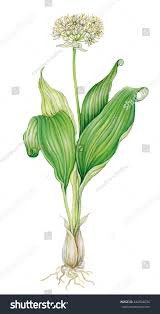 Attēlu rezultāti vaicājumam “Allium ursinum leaf”