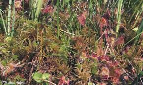 Attēlu rezultāti vaicājumam “Tomentypnum nitens”