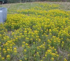 Attēlu rezultāti vaicājumam “Euphorbia cyparissias”