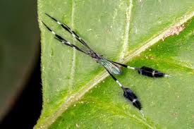 Attēlu rezultāti vaicājumam “Nematocera”