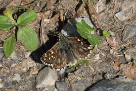 Attēlu rezultāti vaicājumam “Pyrgus alveus upperside”