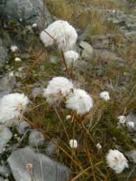 Attēlu rezultāti vaicājumam “Eriophorum gracile leaf”
