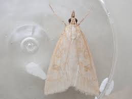 Attēlu rezultāti vaicājumam “Udea lutealis”