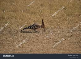 Attēlu rezultāti vaicājumam “Corynephorus canescens fruit”