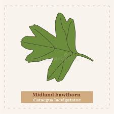 Attēlu rezultāti vaicājumam “Crataegus laevigata leaf”