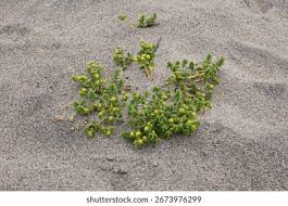 Attēlu rezultāti vaicājumam “Honckenya peploides fruit”