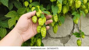 Attēlu rezultāti vaicājumam “Humulus lupulus fruit”