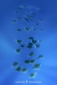 Image result for Mobula hypostoma