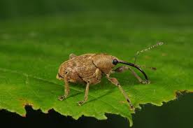 Attēlu rezultāti vaicājumam “Curculio nucum”