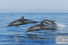 Image result for Tursiops truncatus