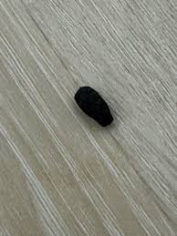 Image result for insect poop