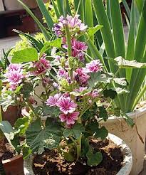 Image result for Malva sylvestris 'Zebrina'