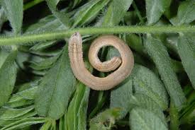 Attēlu rezultāti vaicājumam “Rhodostrophia vibicaria”