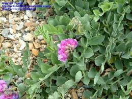 Attēlu rezultāti vaicājumam “Lathyrus japonicus subsp. maritimus flower”