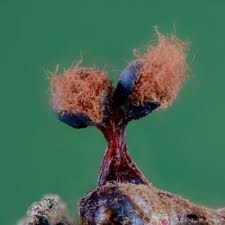 Attēlu rezultāti vaicājumam “Metatrichia floriformis spores”