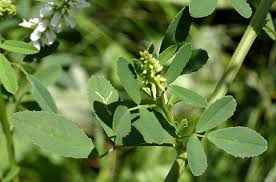 Attēlu rezultāti vaicājumam “Melilotus albus leaf”
